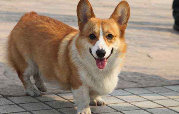 柯基是小型犬吗