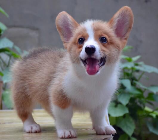 柯基犬幼犬什么时候能吃湿狗粮 柯基犬幼犬什么时候能吃湿狗粮