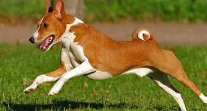 巴仙吉犬的用途是什么