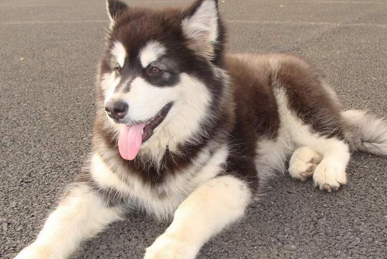 阿拉斯加雪橇犬温顺吗