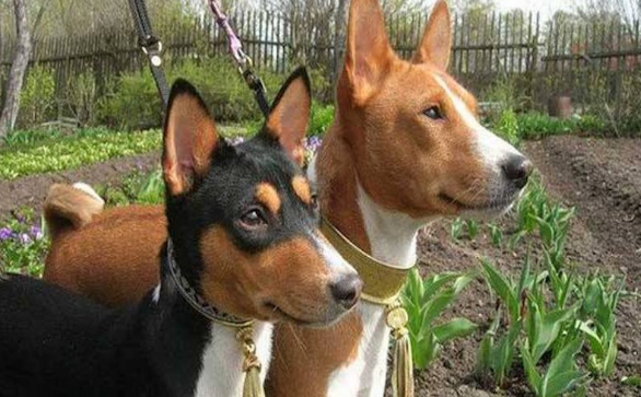 巴仙吉犬的体重大约是多少