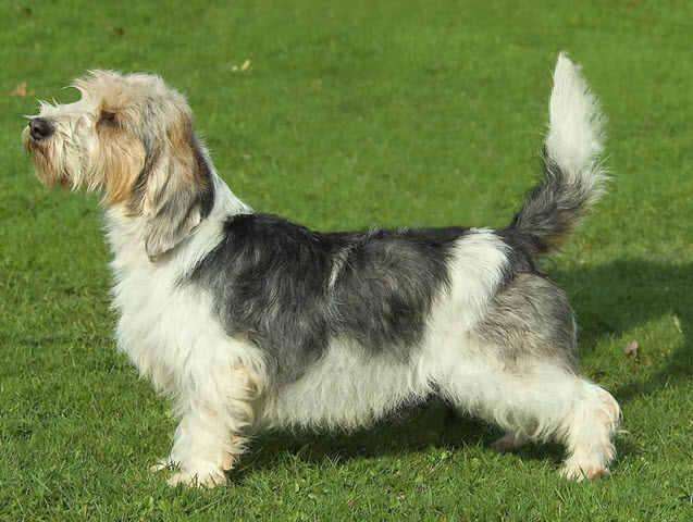 迷你贝吉格里芬凡丁犬该怎么喂养