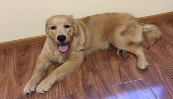 金毛犬一天吃几顿
