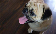 巴哥犬为什么不老实