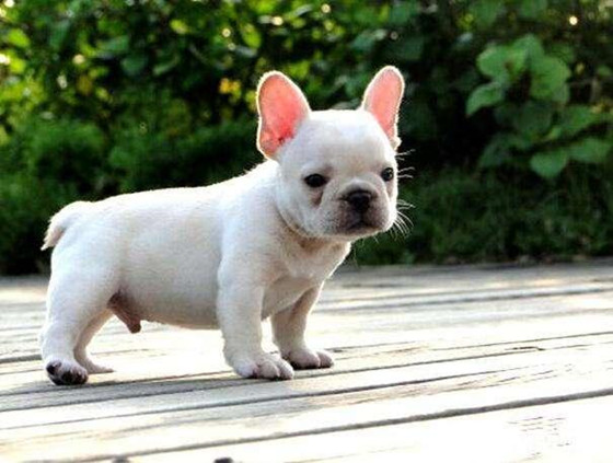 法国斗牛犬的用途是什么 法国斗牛犬的用途是什么