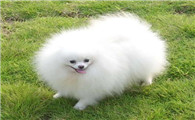 博美犬需要训练什么
