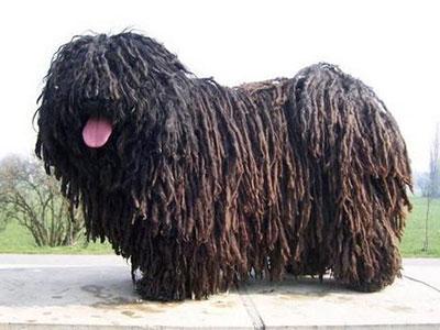波利犬聪明吗