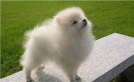 博美犬的原产地在哪里