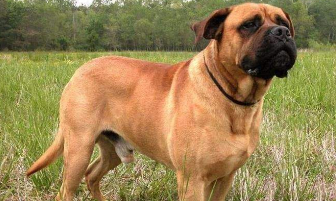 斗牛马士提夫犬的性格外貌特征 斗牛马士提夫犬的性格外貌特征