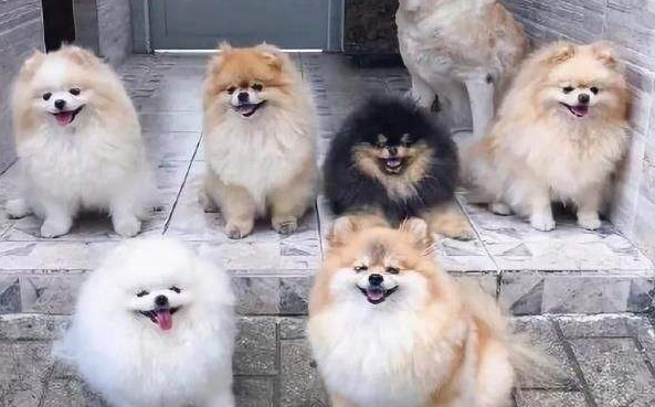 博美犬几个月成年 博美犬几个月成年