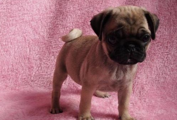 黑巴哥幼犬多少钱一只