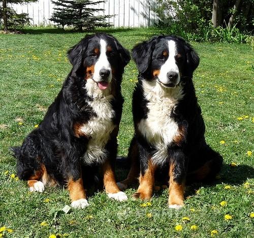 大瑞士山地犬和伯恩山图片