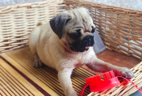 巴哥犬吃多了拉稀怎么办