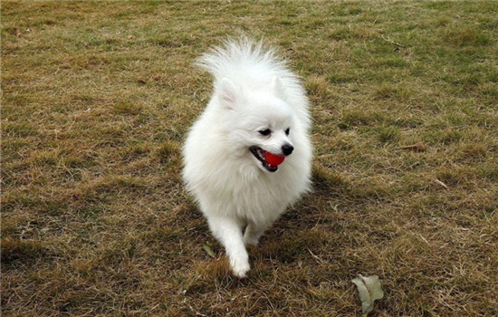 博美犬一天吃几顿 博美犬一天吃几顿