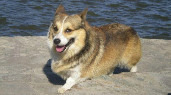 柯基犬应该是什么颜色