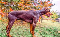 杜宾犬聪明吗