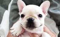 法国斗牛犬不能吃什么