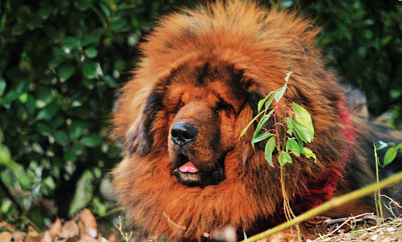 藏獒的起源和历史