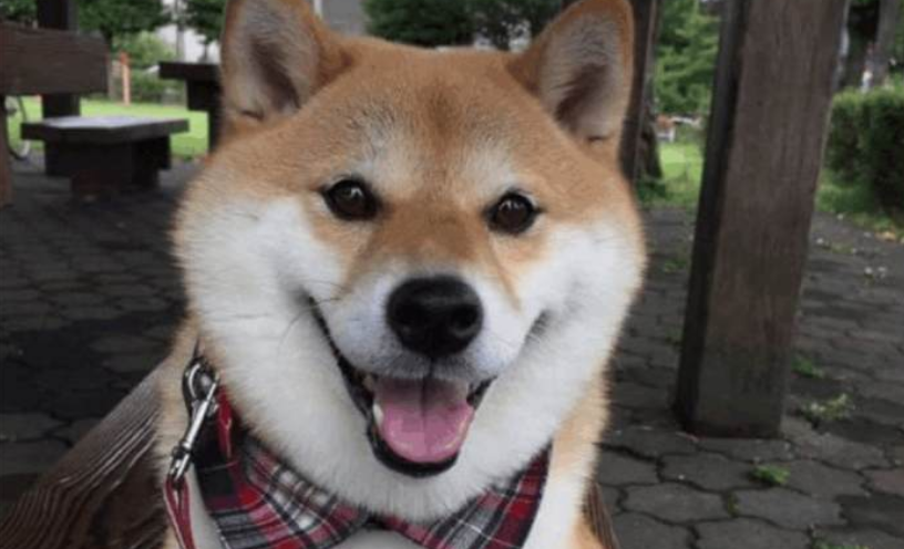 柴犬的体重大约是多少