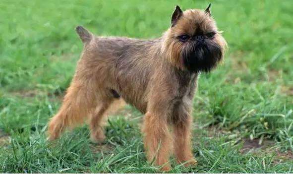 布鲁塞尔粗毛猎犬多少钱一只