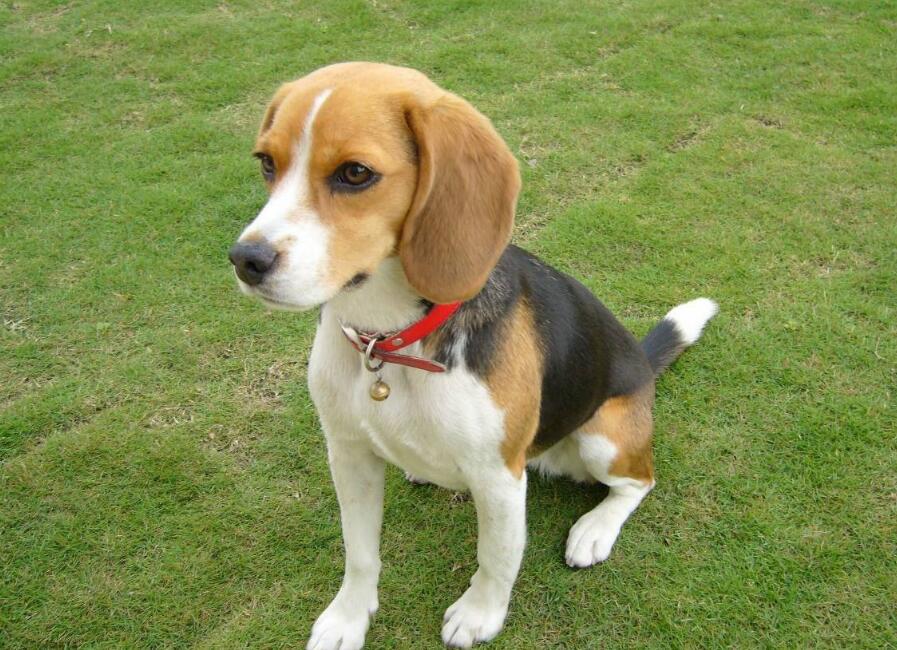 比格猎犬的用途是什么