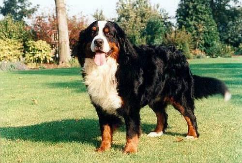伯恩山犬多少钱一只 伯恩山犬多少钱一只