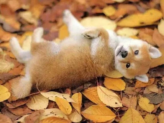 柴犬好养吗 柴犬好养吗