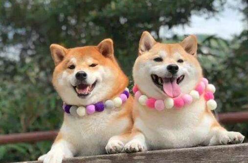 纯种柴犬多少钱