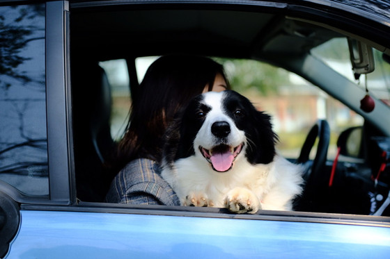 边境牧羊犬窝咳吃什么药最好 边境牧羊犬窝咳吃什么药最好