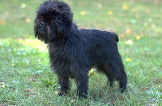 猴面犬的性格外貌特征 猴面犬的性格外貌特征