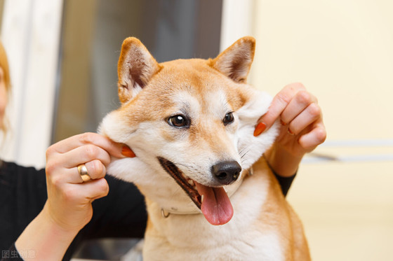 柴犬一天吃几顿 柴犬一天吃几顿