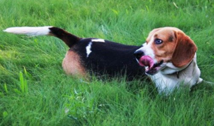 比格猎犬吃多了拉稀怎么办