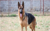 德国牧羊犬一天吃几顿