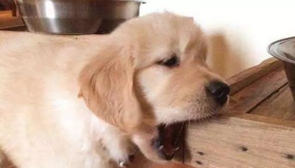 狗狗不听话怎么训练 狗狗不听话怎么训练
