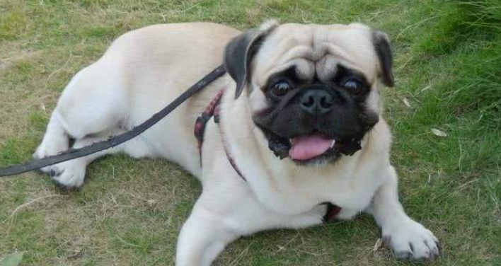 巴哥犬什么颜色好 巴哥犬什么颜色好