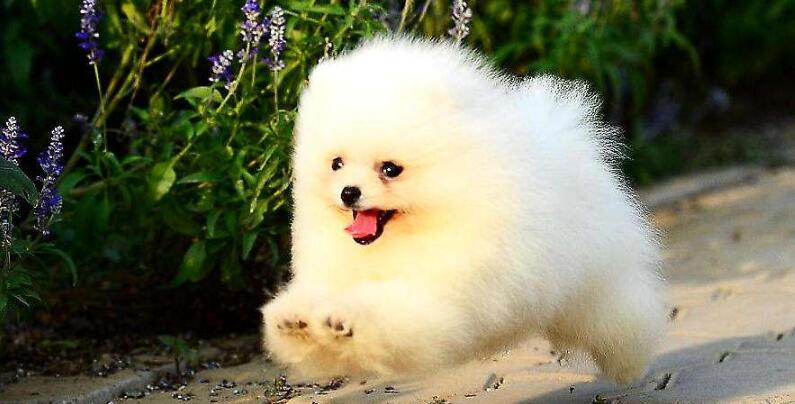 博美犬窝咳吃什么药最好 博美犬窝咳吃什么药最好
