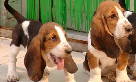 巴吉度犬窝咳吃什么药最好