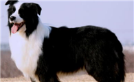 边境牧羊犬的原产地在哪里