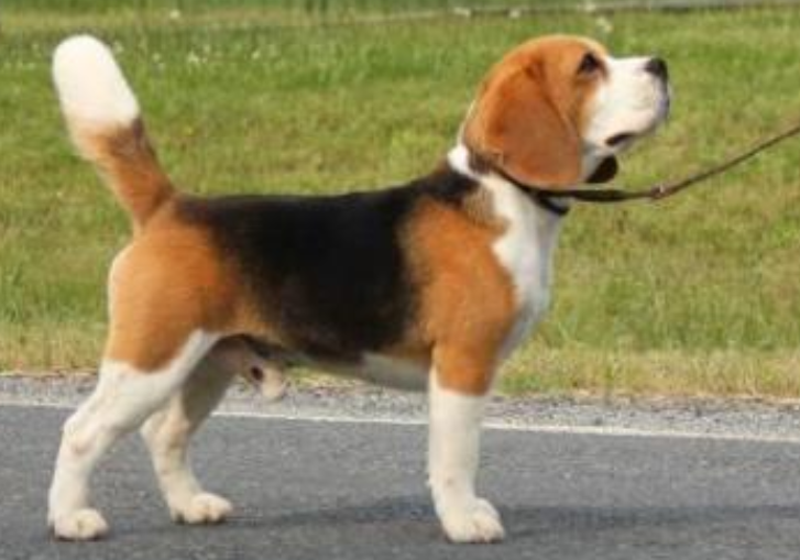 比格猎犬的寿命一般是多久