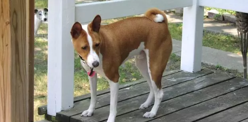 巴仙吉犬的寿命一般是多久 巴仙吉犬的寿命一般是多久