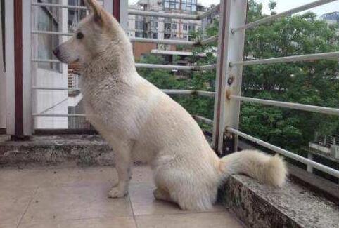 白柴犬为什么便宜