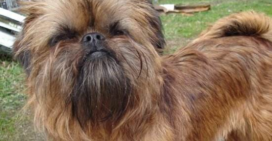 猴面犬的起源和历史