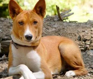 巴仙吉犬什么颜色好 巴仙吉犬什么颜色好