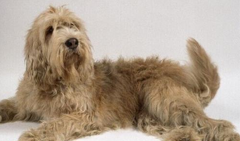 奥达猎犬的性格外貌特征 奥达猎犬的性格外貌特征