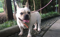 法国斗牛犬聪明吗