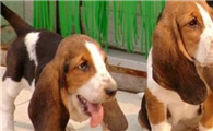 巴吉度犬窝咳吃什么药最好