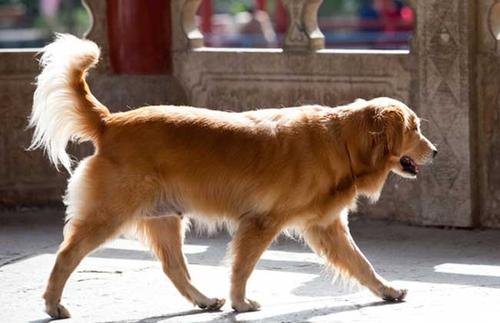 金毛犬的毛色有几种 金毛犬的毛色有几种