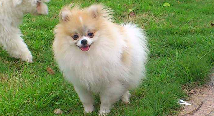 博美犬不能吃什么 博美犬不能吃什么