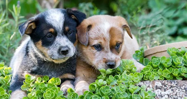 澳大利亚牧牛犬的用途是什么 澳大利亚牧牛犬的用途是什么