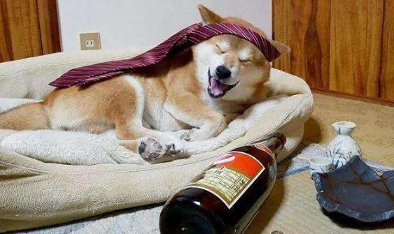 哪里买柴犬比较好 哪里买柴犬比较好
